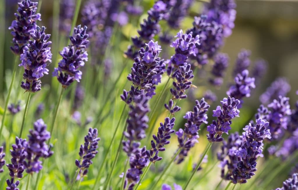 12 purple shrubs and bushes lavender
