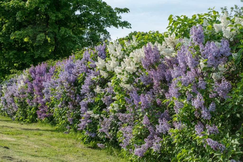 13 purple shrubs and bushes lilac