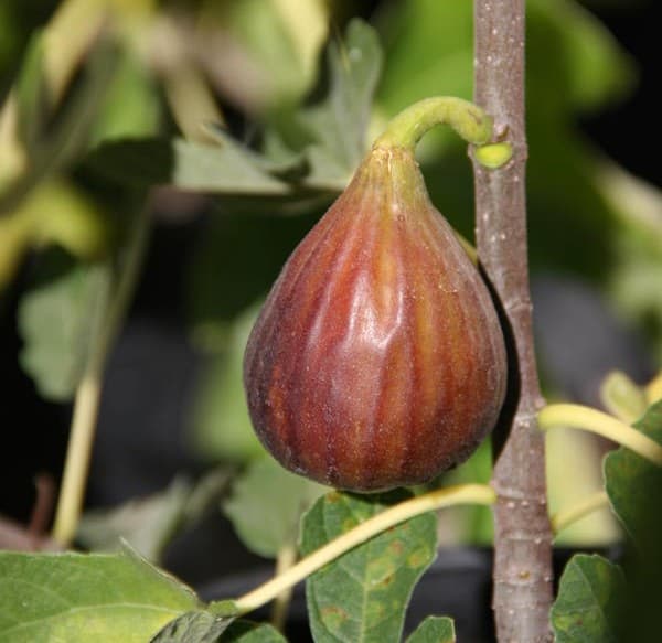 16 olympia fig tree