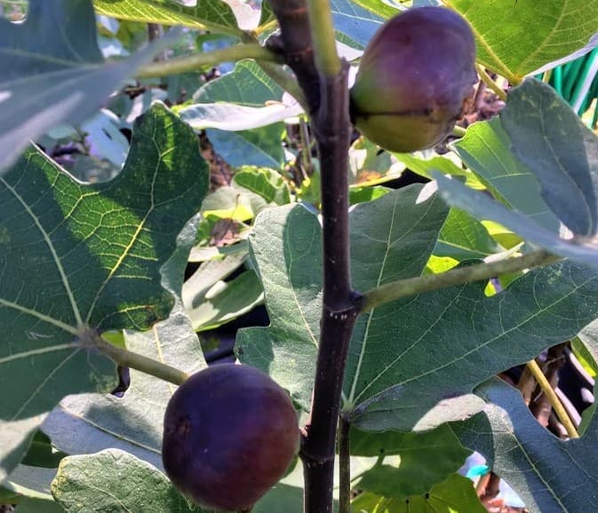 17 Osborne Prolific fig tree