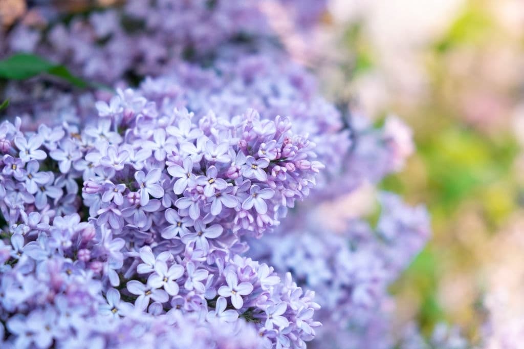 17 purple shrubs and bushes lilac