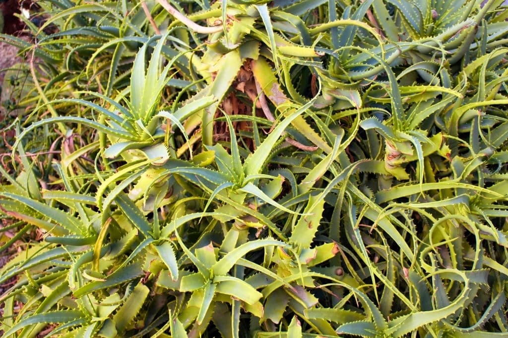 18 agave bracteosa
