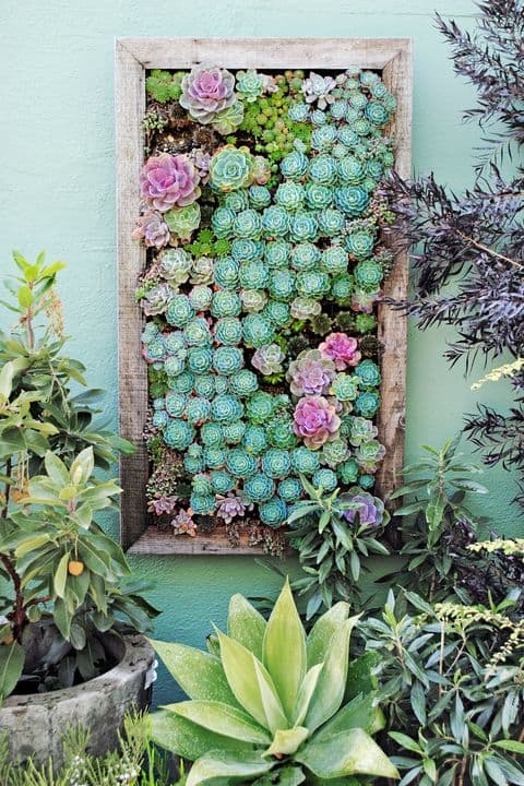 18 succulent garden ideas designs