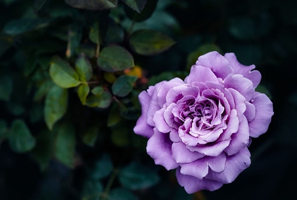 19 purple shrubs and bushes rose