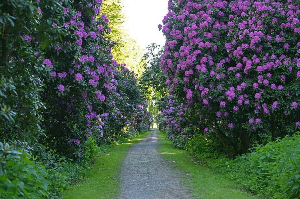 20 purple shrubs and bushes rhododendron