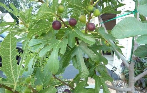 21 ronde de bordeaux fig tree