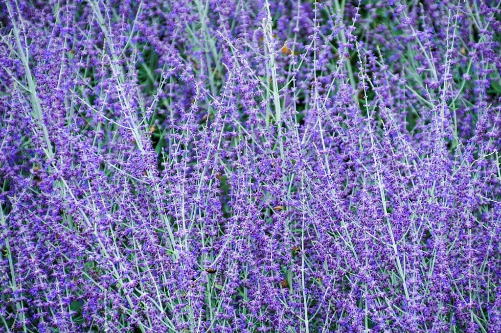 22 purple shrubs and bushes russian sage