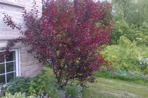 25 purple shrubs and bushes sand cherry