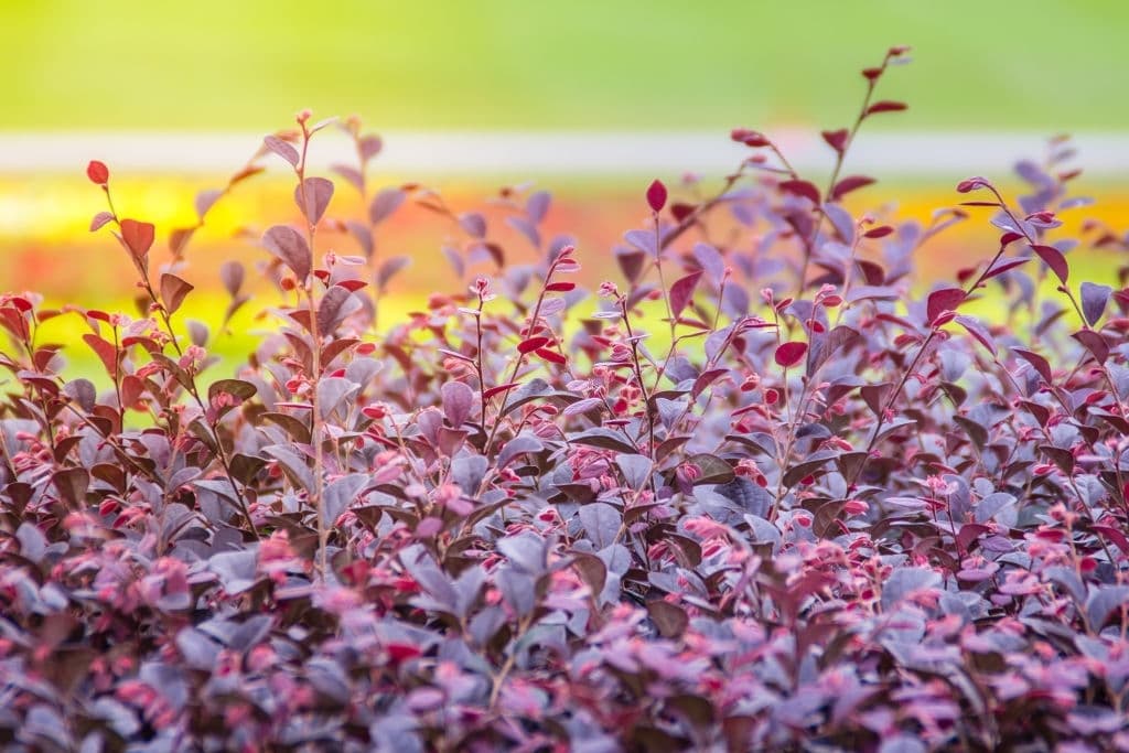 27 purple shrubs and bushes loropetalum chinese