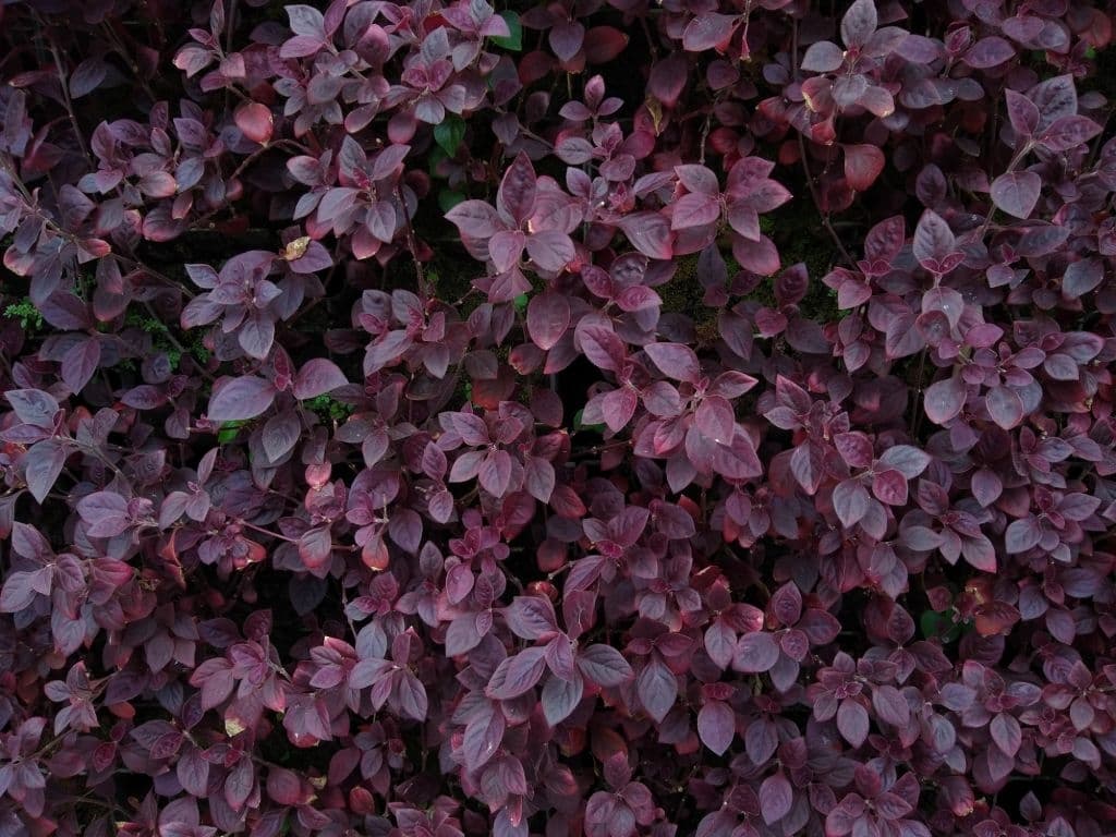 28 purple shrubs and bushes alternanthera brasiliana