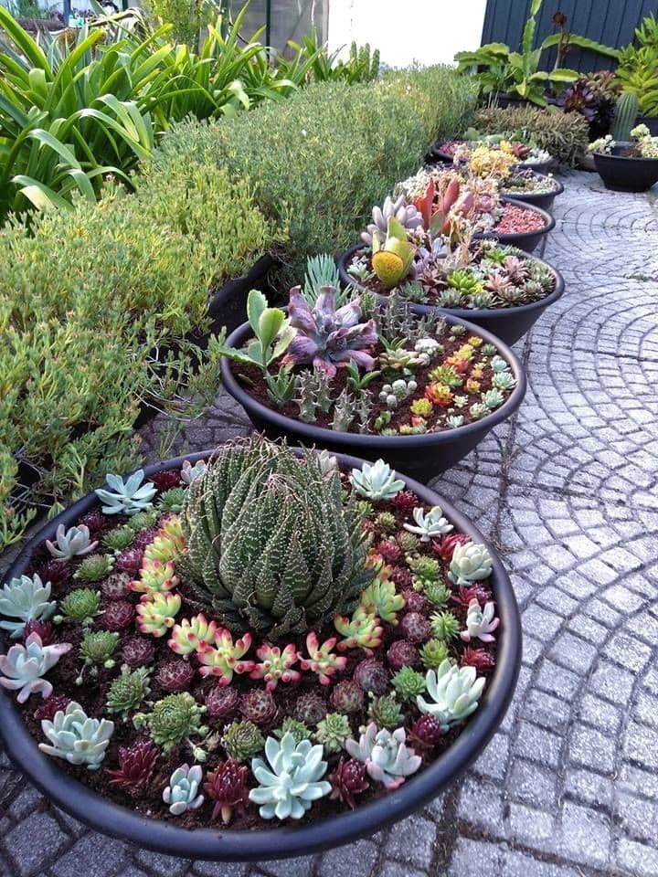 29 succulent garden ideas designs