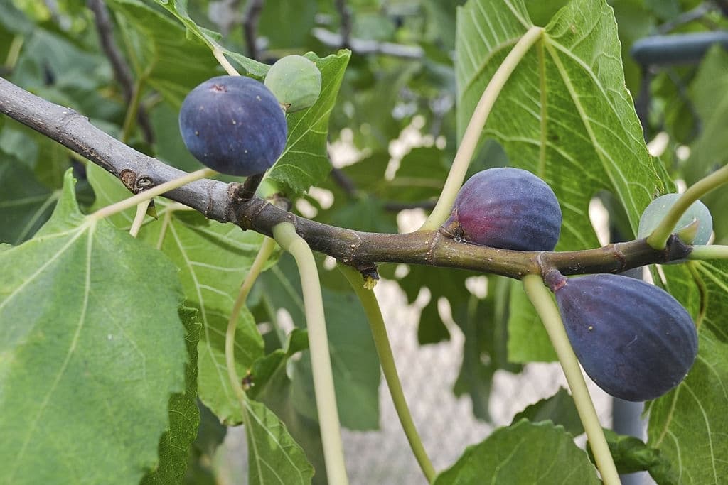 3 black mission fig tree