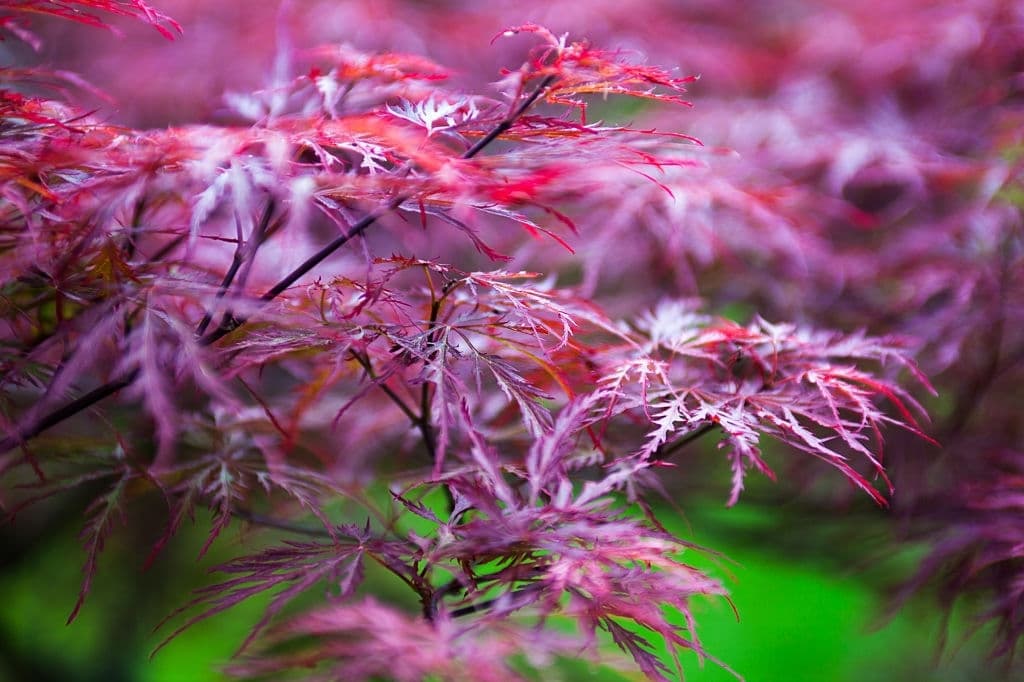 31 purple shrubs and bushes japanese maple