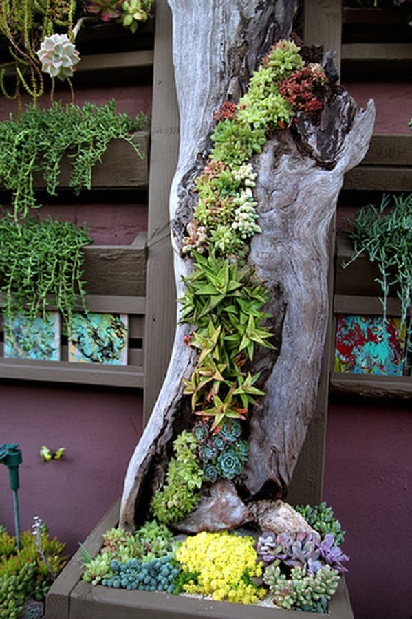 4 succulent garden ideas designs