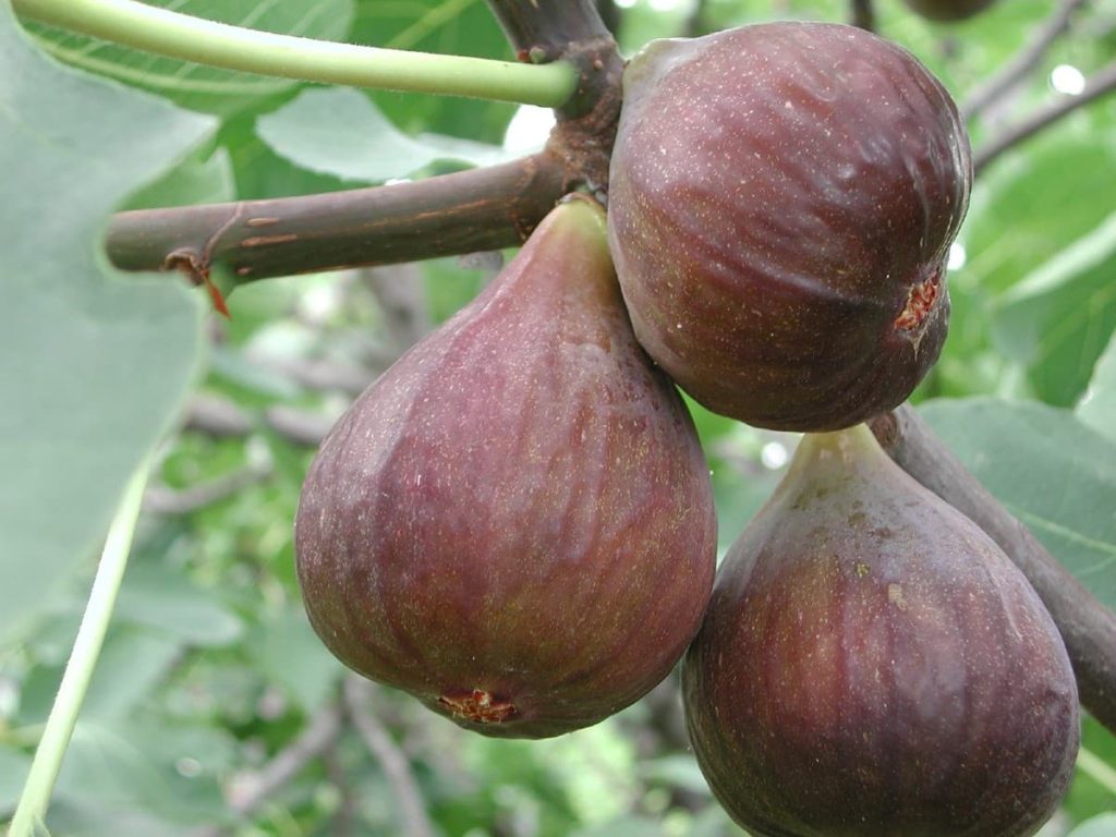 6 Celeste fig tree