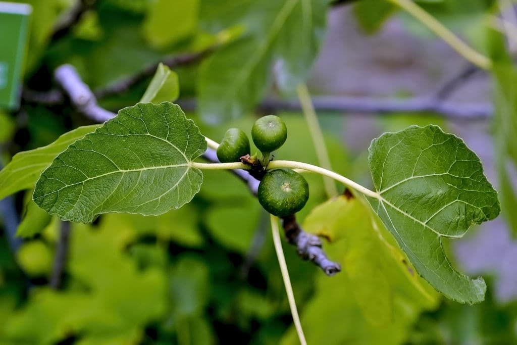 8 common fig tree