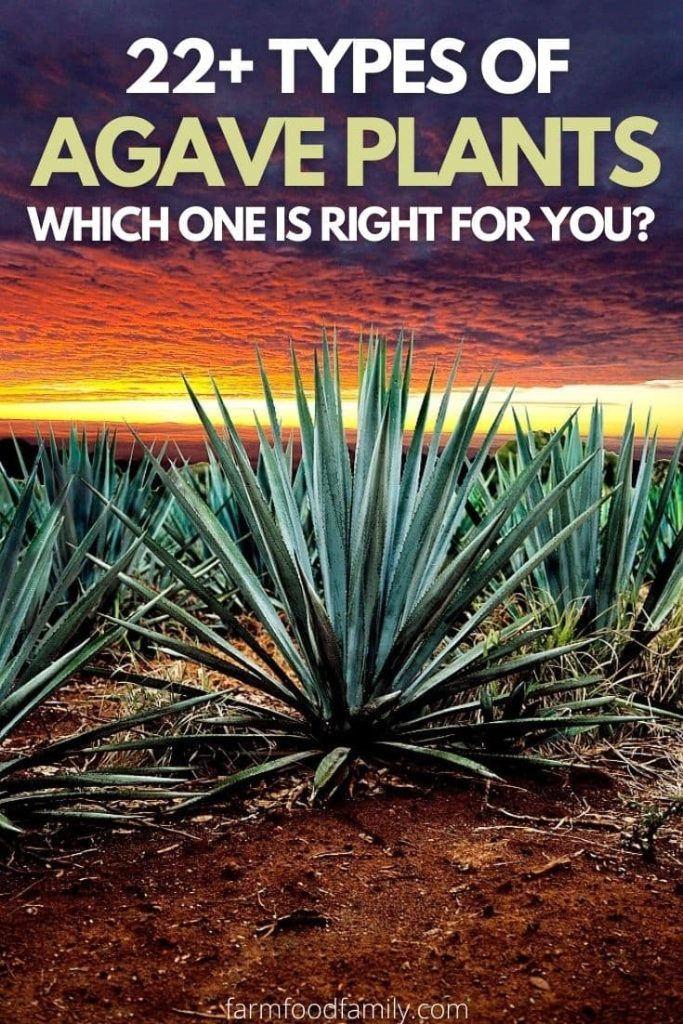 different types of agave plants