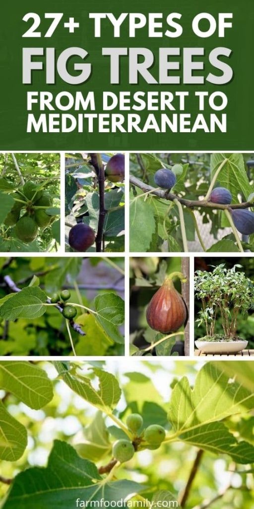 different types of fig trees