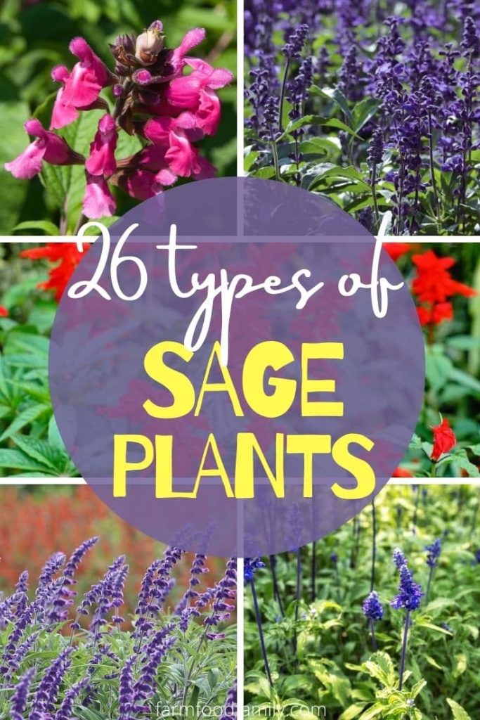 different types of sage plants