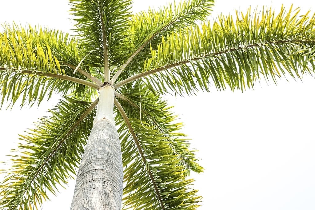 foxtail palm tree