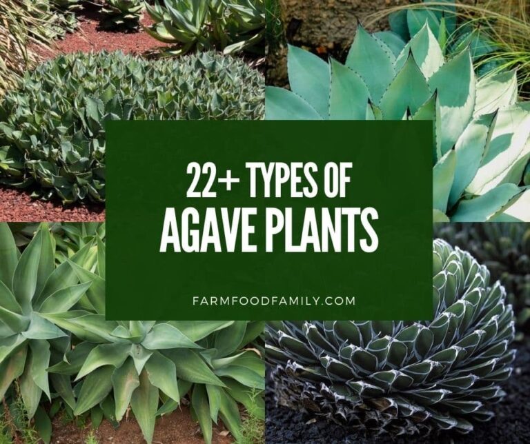 22+ Different Types of Agave Plants: Which One is Right for You?