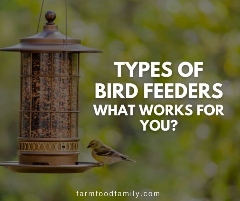 18+ Different Types of Bird Feeders: What Works for You?