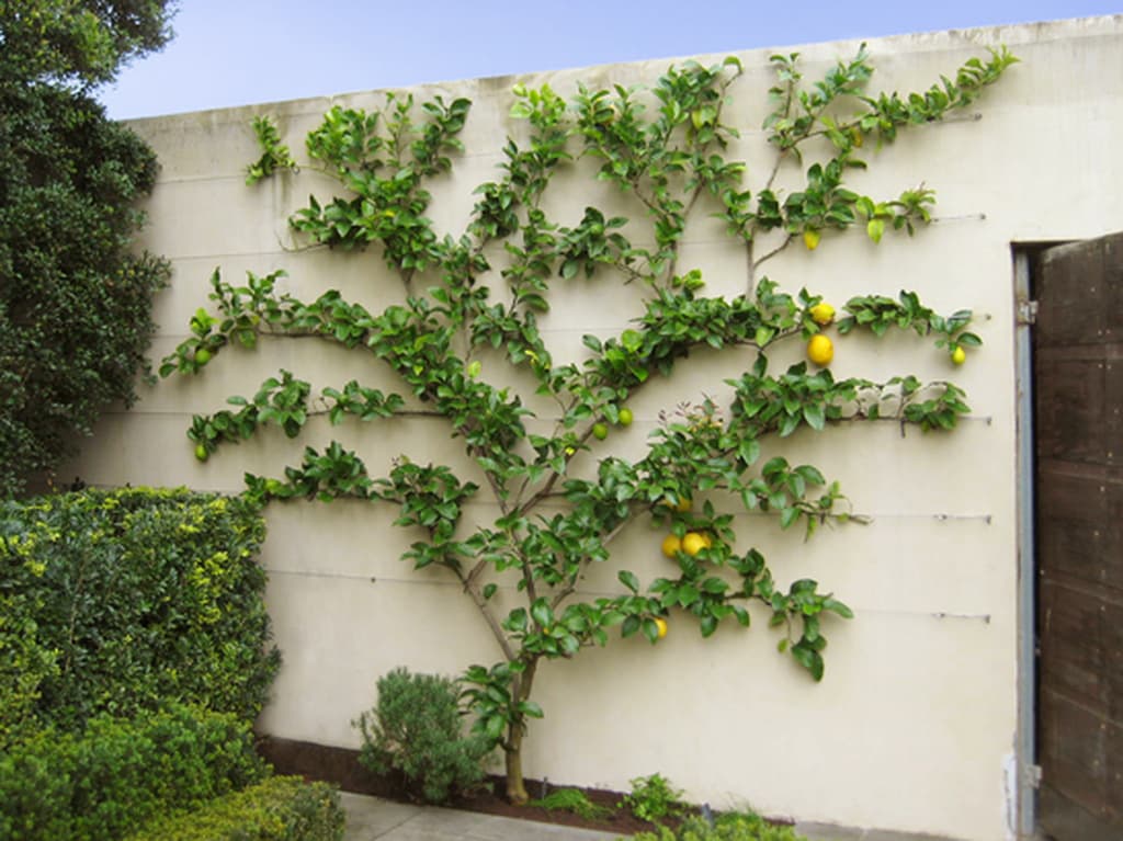 1 garden wall ideas