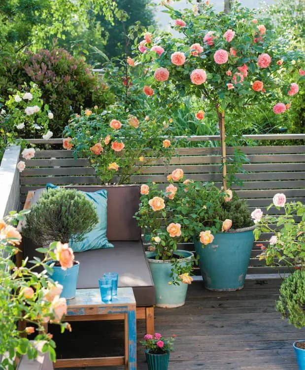 1 rose garden ideas