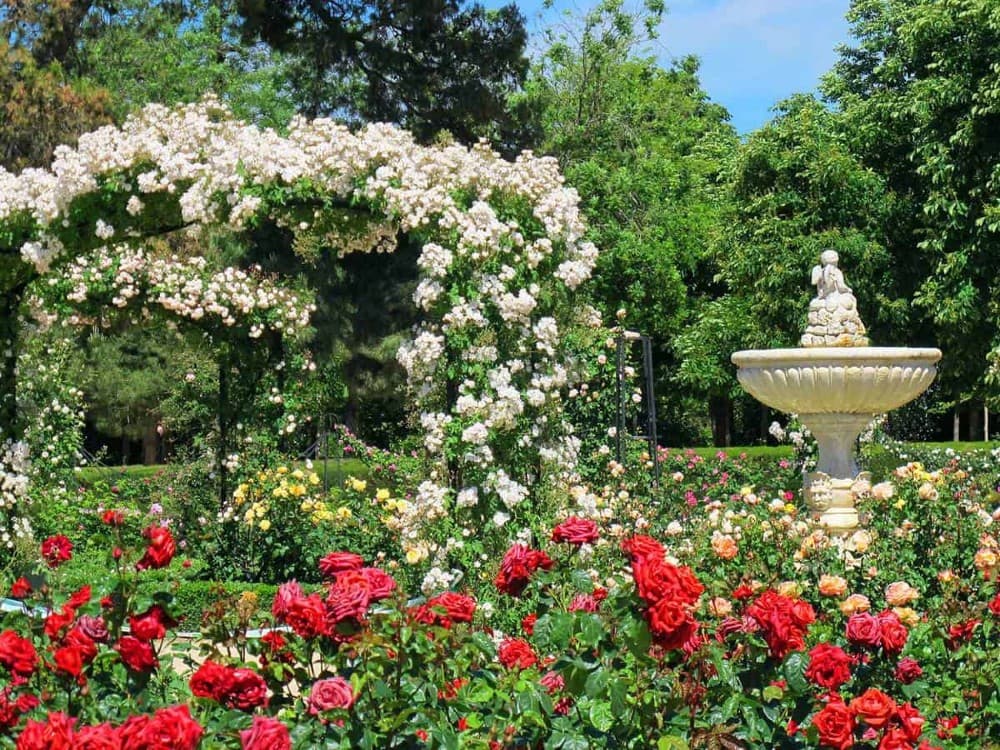 10 rose garden ideas