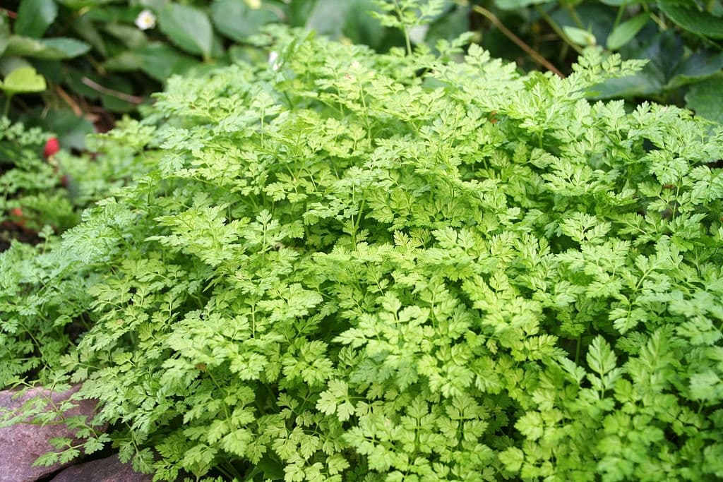 10 types of herbs chervil