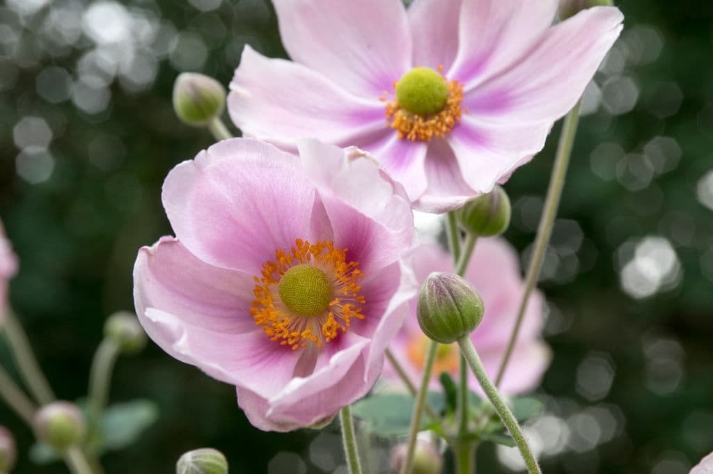11 anemone hupehensis japonica