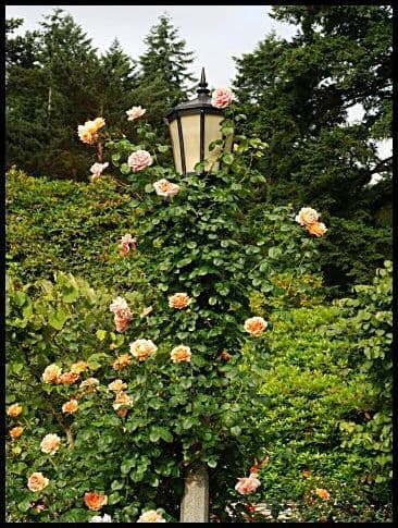 12 rose garden ideas