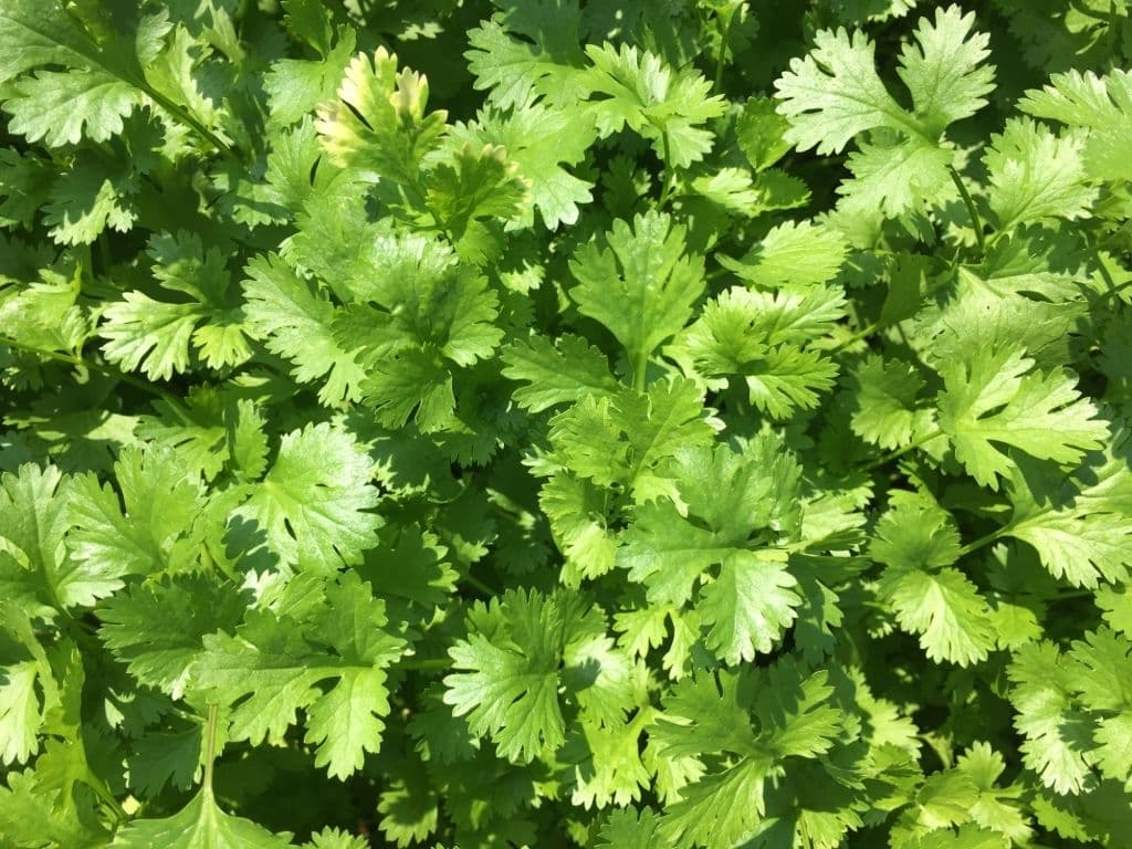13 types of herbs coriander