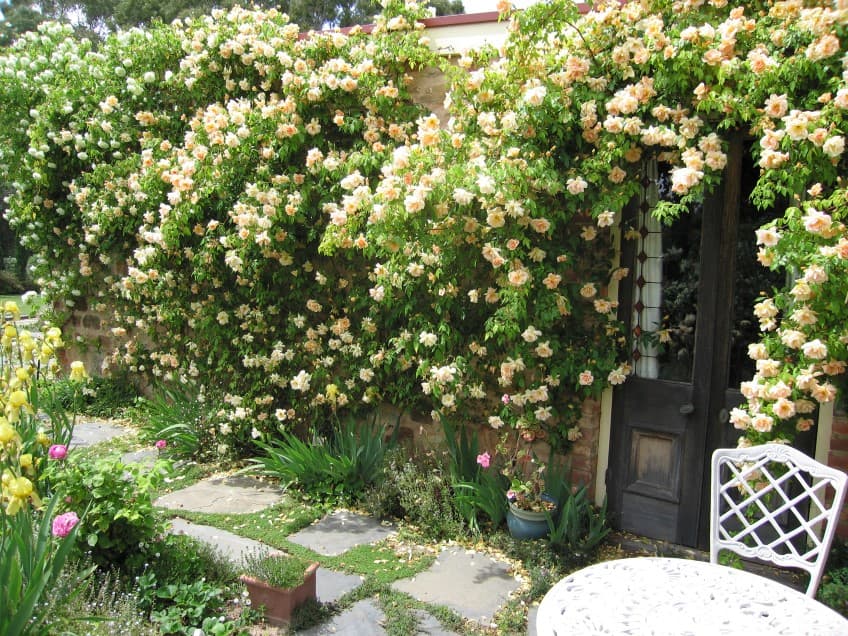 14 rose garden ideas