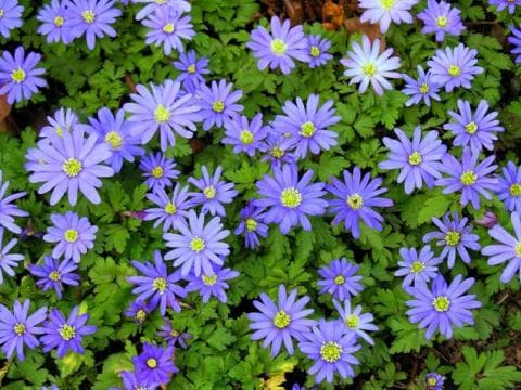 16 anemone blanda blue star