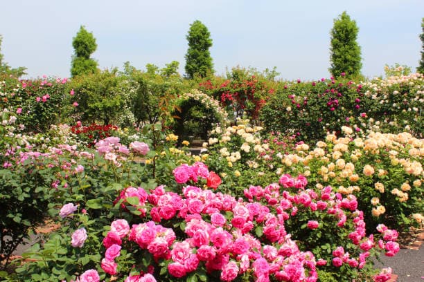 16 rose garden ideas