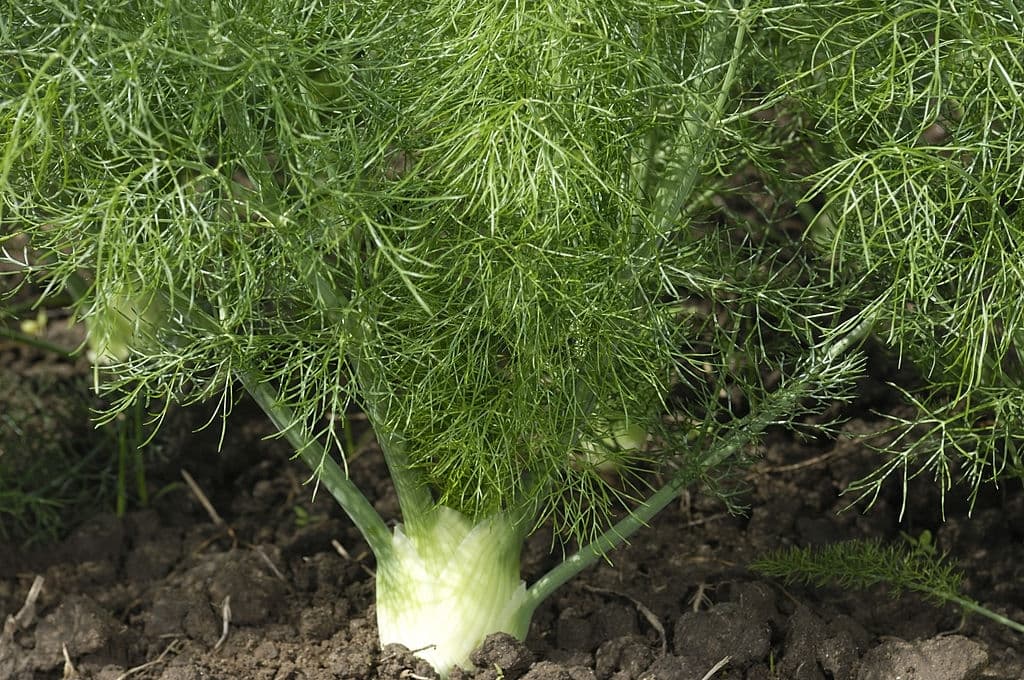 16 types of herbs fennel