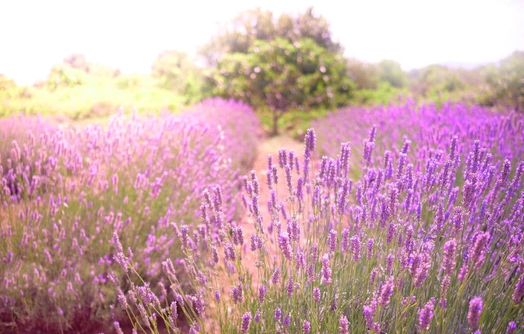 23 types of herbs lavender