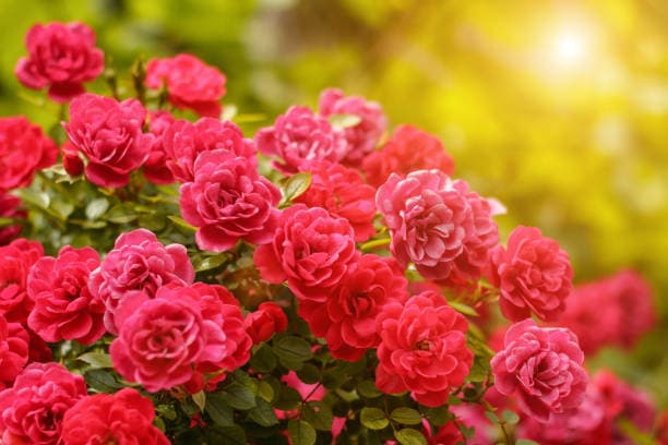 24 rose garden ideas