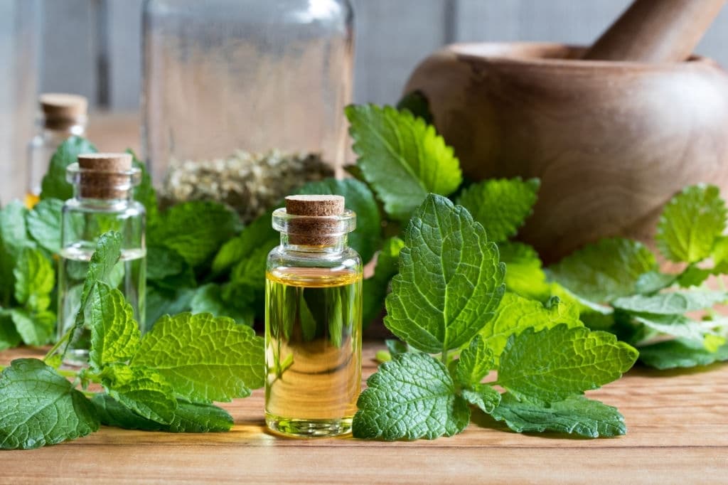 24 types of herbs melissa essential
