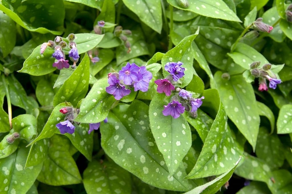 27 types of herbs lungwort