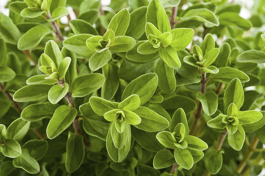 28 types of herbs marjoram
