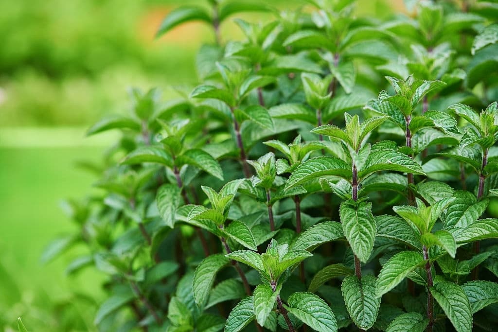 29 types of herbs mint