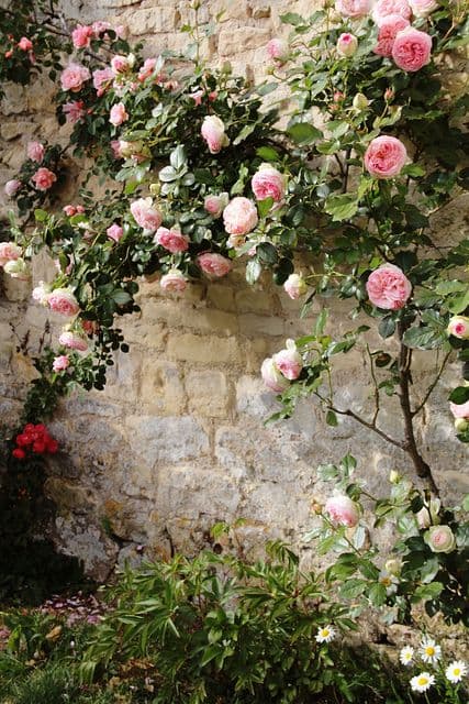 3 rose garden ideas