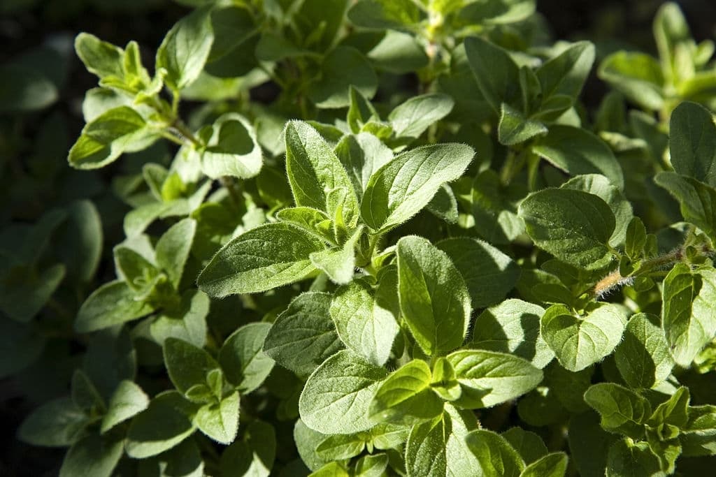 31 types of herbs oregano