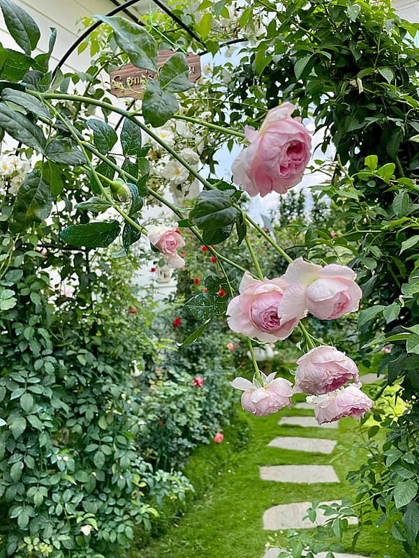 32 rose garden ideas