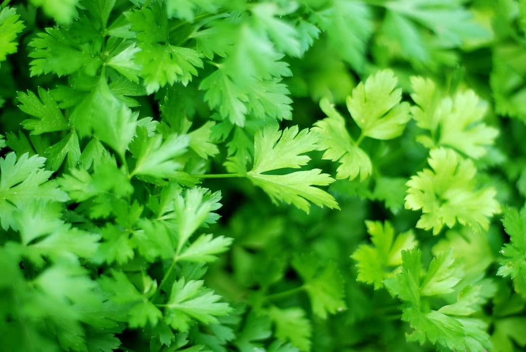 32 types of herbs parsley