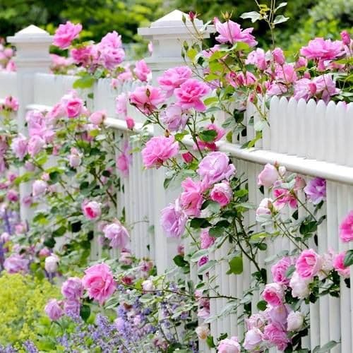 33 rose garden ideas