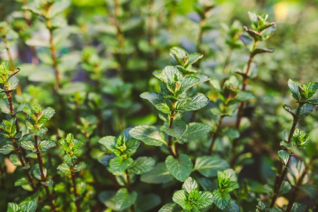 33 types of herbs mentha piperita