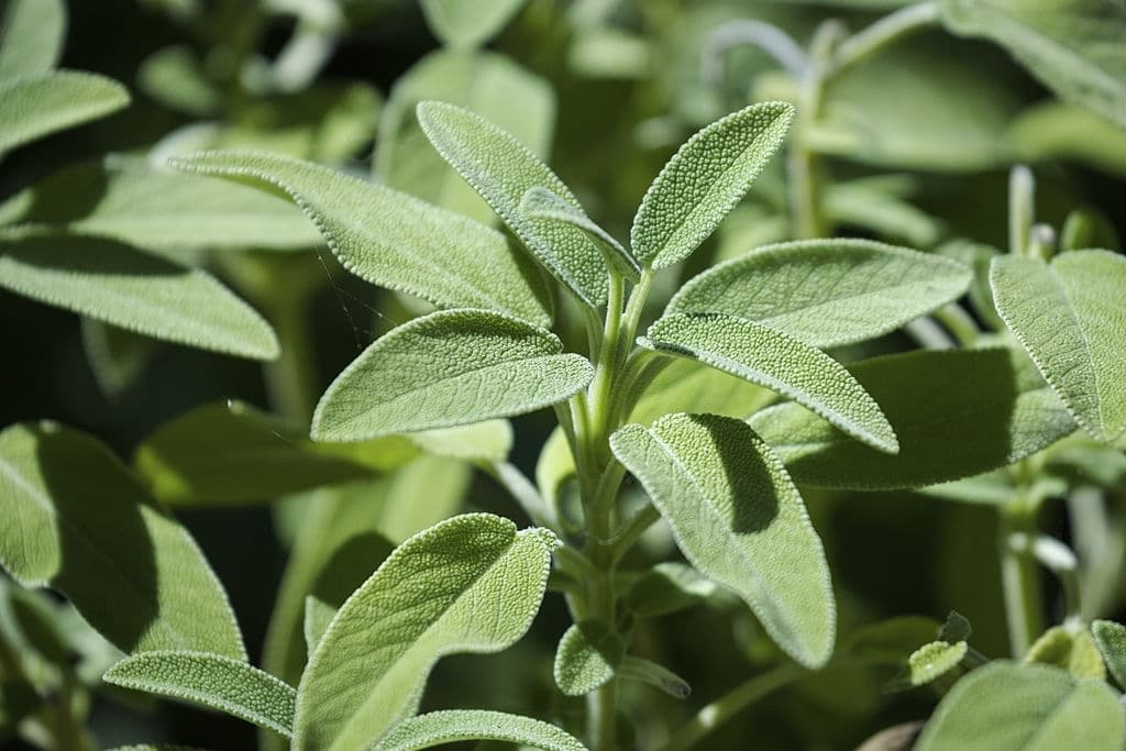 35 types of herbs sage